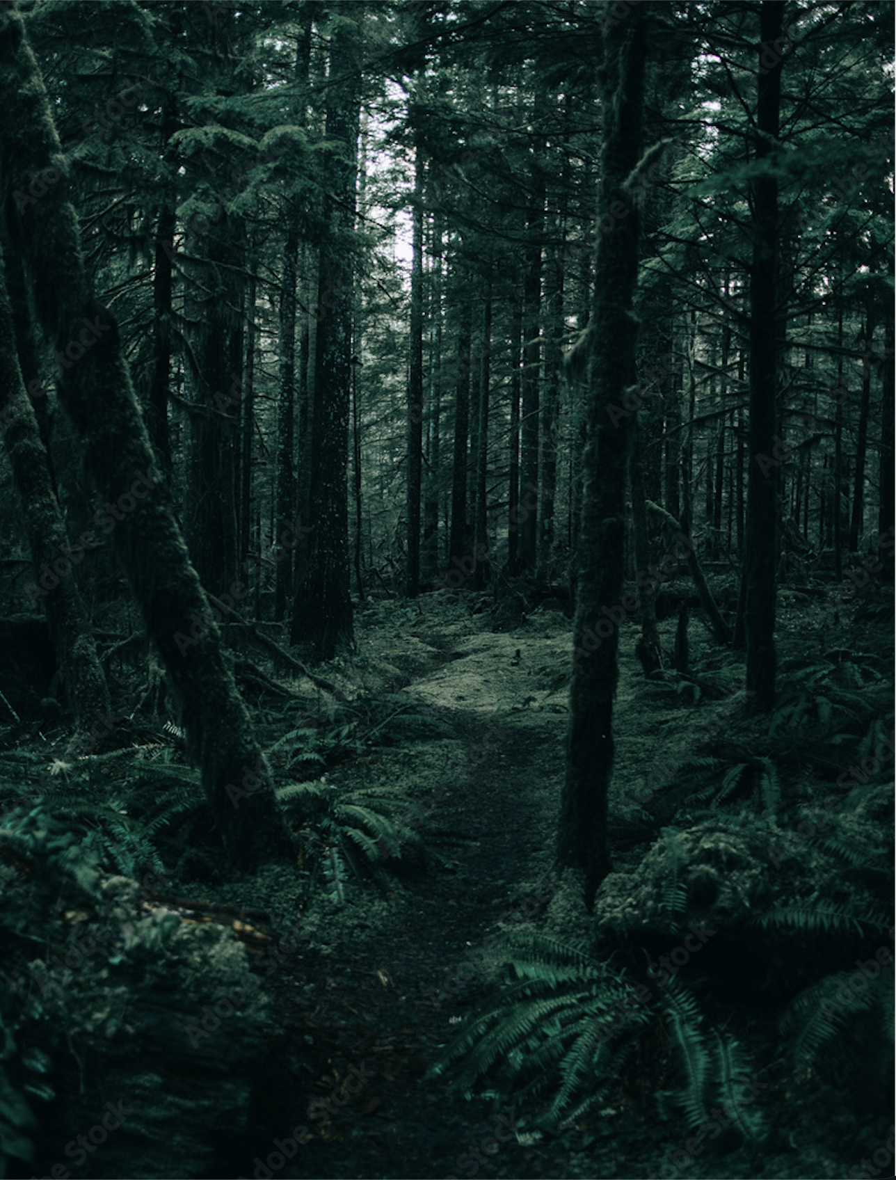 Tall nature landscape reflecting embodied focusing awareness